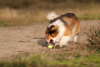 Sheltie