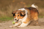 Sheltie