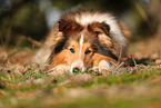 Sheltie