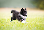 female Sheltie