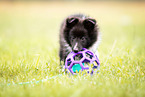 female Sheltie