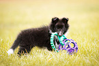 female Sheltie