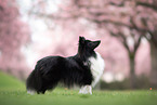 female Sheltie