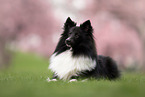 female Sheltie