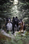 male Shelties
