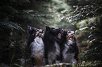 male Shelties