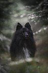 male Sheltie