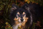 male Sheltie