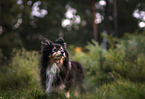 male Sheltie