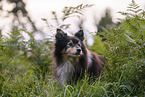 male Sheltie
