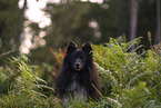 male Sheltie
