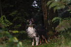 male Sheltie