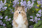 Sheltie