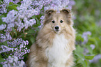 Sheltie