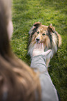 Sheltie
