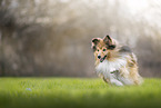 Sheltie