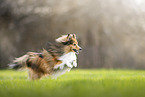 Sheltie