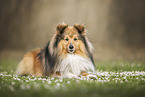 Sheltie