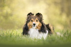 Sheltie