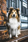 Sheltie
