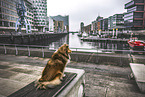 Sheltie
