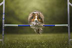 Sheltie