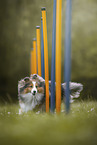 Sheltie