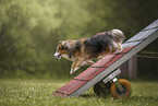 Sheltie