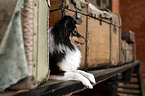 female Sheltie