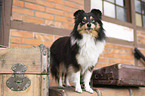 female Sheltie