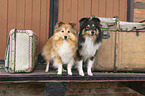female Sheltie