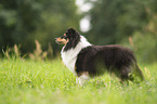 female Sheltie