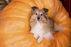 female Sheltie