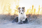 Sheltie
