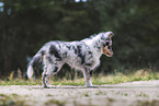 Sheltie puppy