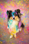 Sheltie