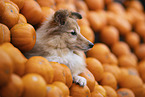 Sheltie