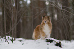 Sheltie