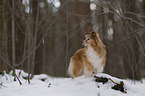 Sheltie