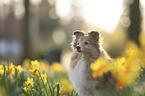 Sheltie