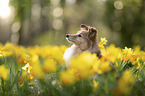 Sheltie