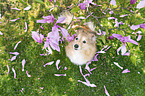 Sheltie