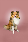 Sheltie