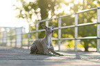 Whippet