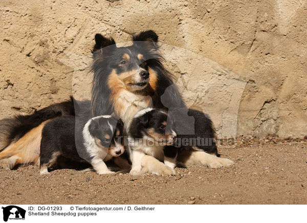 Sheltie Welpen / Shetland Sheepdog puppies / DG-01293