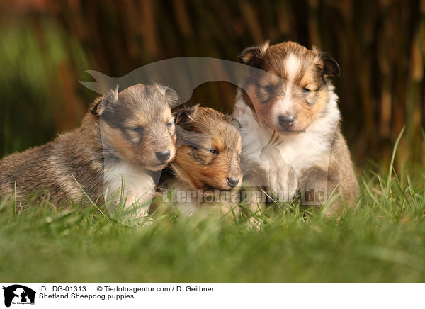 Sheltie Welpen / Shetland Sheepdog puppies / DG-01313