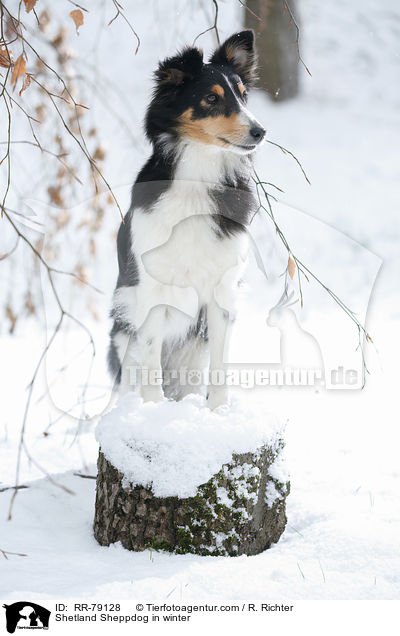 Shetland Sheppdog im Winter / Shetland Sheppdog in winter / RR-79128