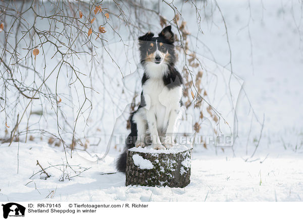 Shetland Sheppdog in winter / RR-79145