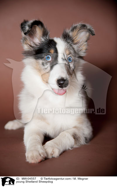 junger Shetland Sheepdog / young Shetland Sheepdog / MW-04557