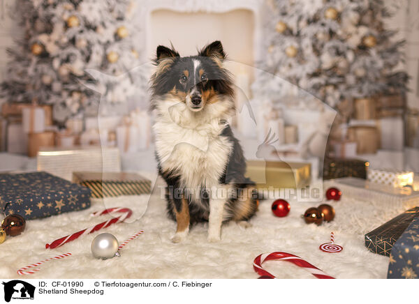 Shetland Sheepdog / Shetland Sheepdog / CF-01990